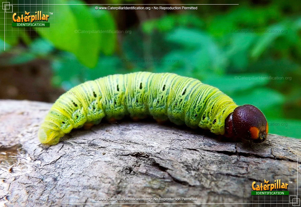Full-sized image of the Silver-spotted Skipper Caterpillar