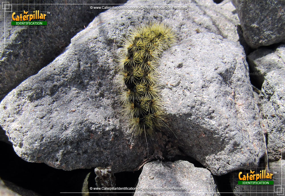 Full-sized image of the Silver-spotted Tiger Moth Caterpillar