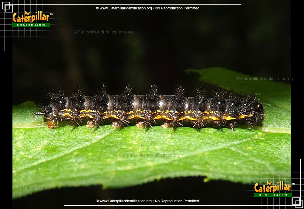 Full-sized image of the Silvery Checkerspot Caterpillar