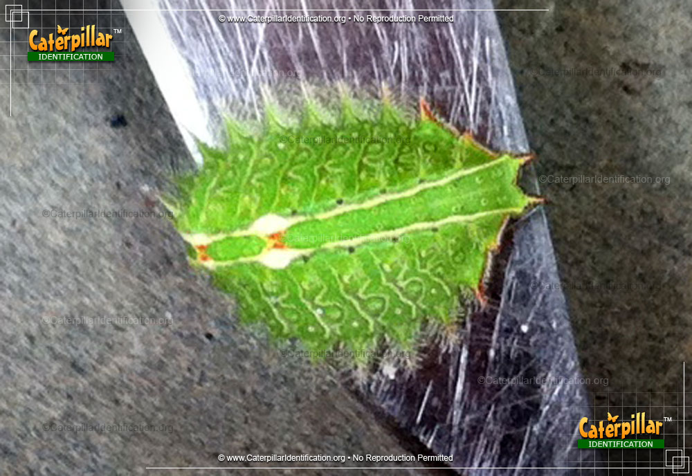 Full-sized image #2 of the Slug Caterpillar