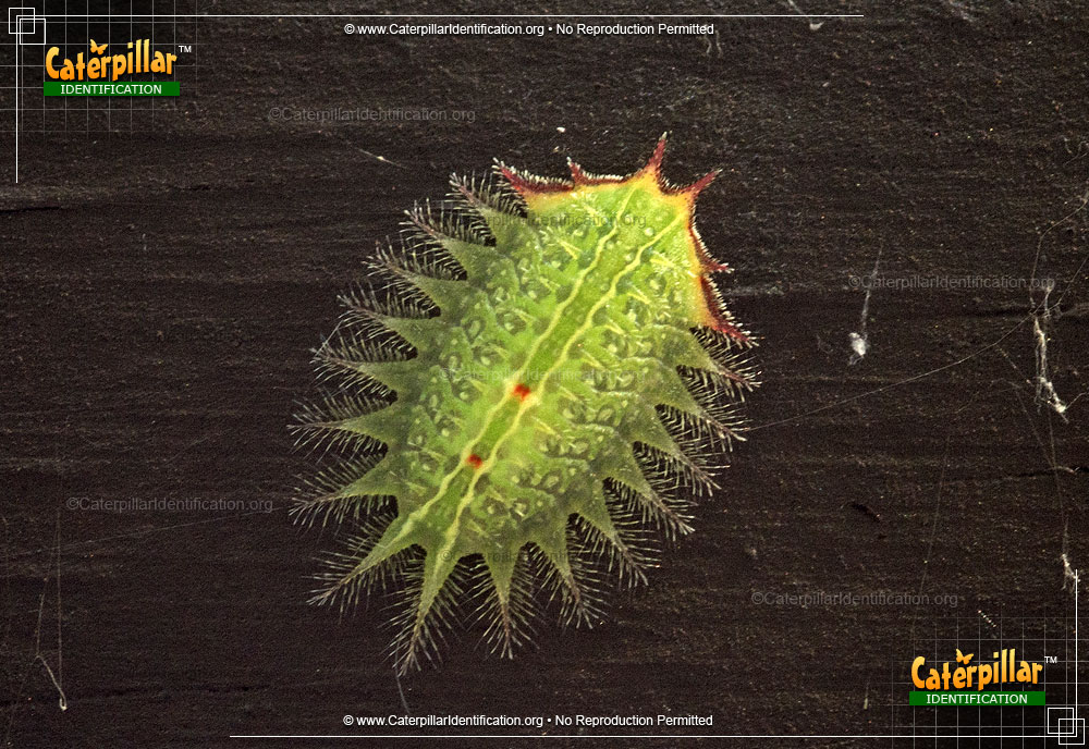 Full-sized image of the Slug Caterpillar