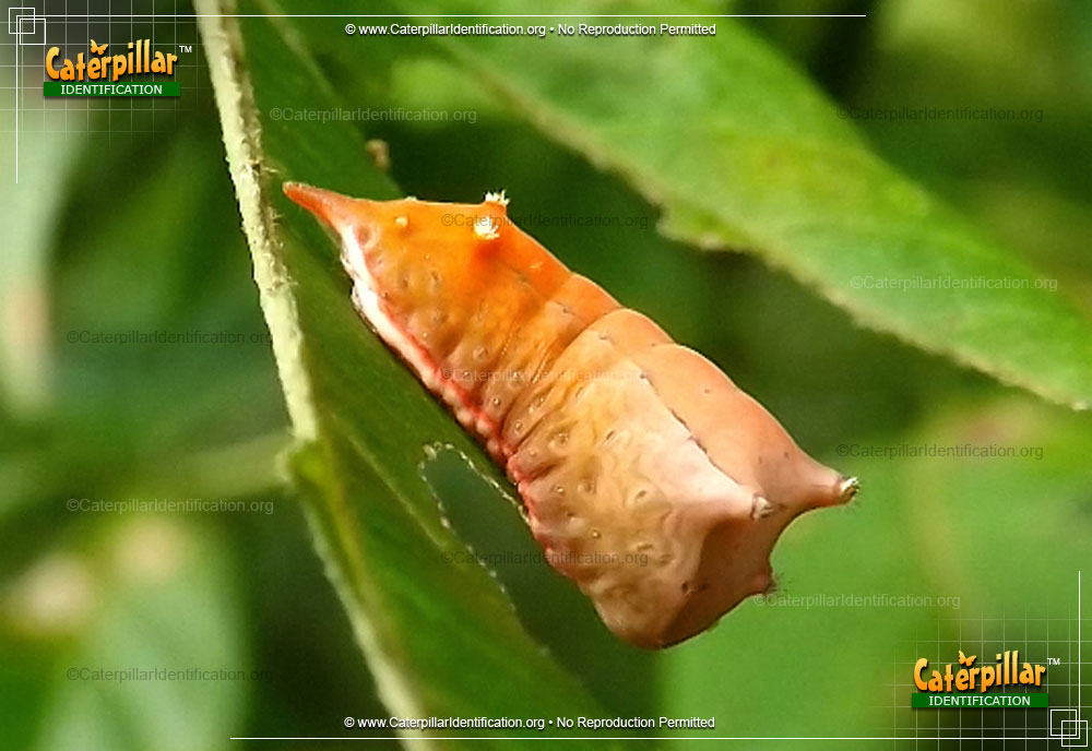 Full-sized image of the Smaller Parasa Moth Caterpillar