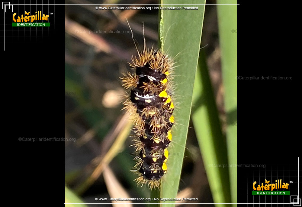 Full-sized image of the Smartweed Caterpillar