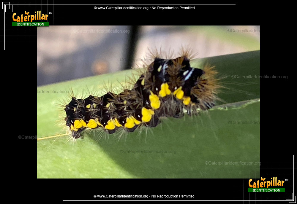 Full-sized image #2 of the Smartweed Caterpillar
