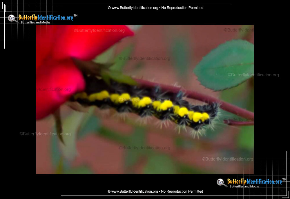Full-sized image #4 of the Smartweed Caterpillar