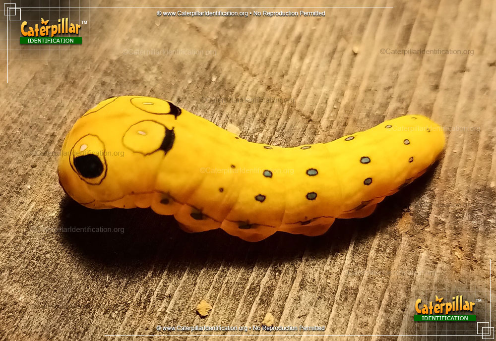 Full-sized image of the Spicebush Swallowtail Butterfly Caterpillar