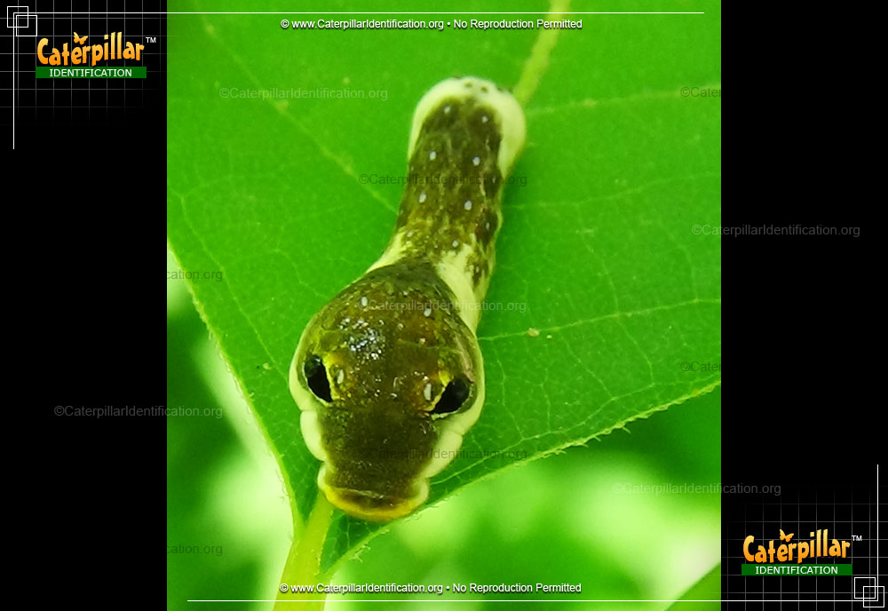 Full-sized image #5 of the Spicebush Swallowtail Butterfly Caterpillar