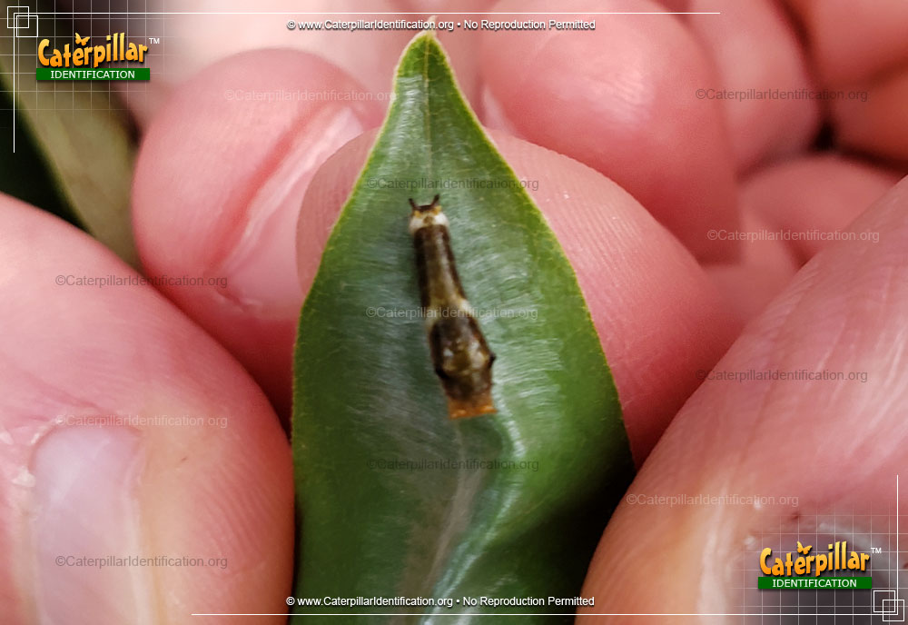 Full-sized image #2 of the Spicebush Swallowtail Butterfly Caterpillar