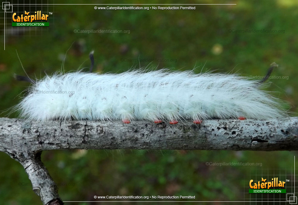 Full-sized image of the Spotted Apatelodes Moth Caterpillar