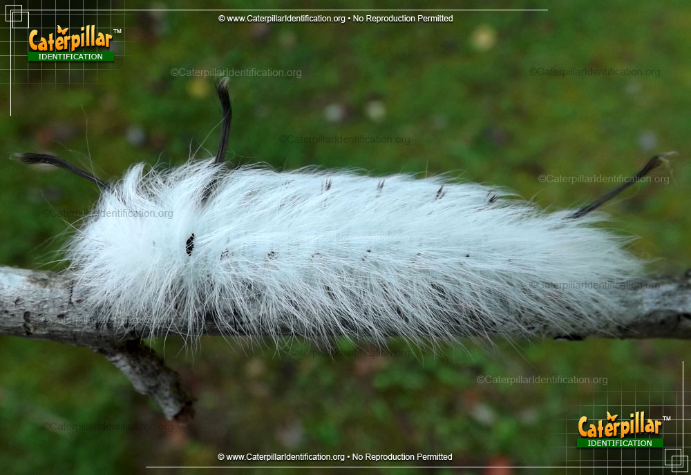 Full-sized image #3 of the Spotted Apatelodes Moth Caterpillar