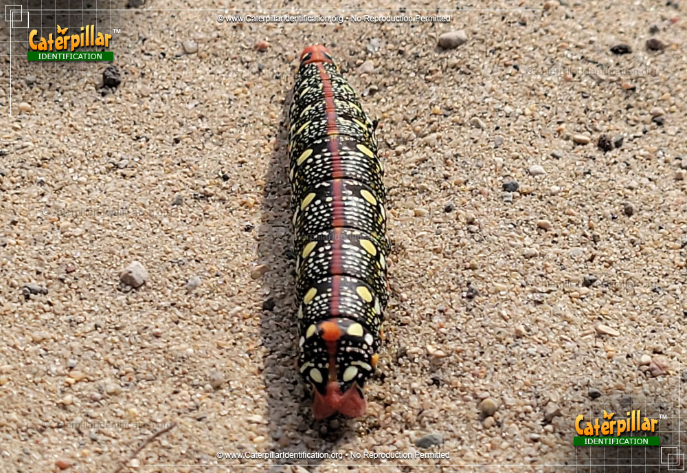 Full-sized image #2 of the Spurge Hawk Moth Caterpillar