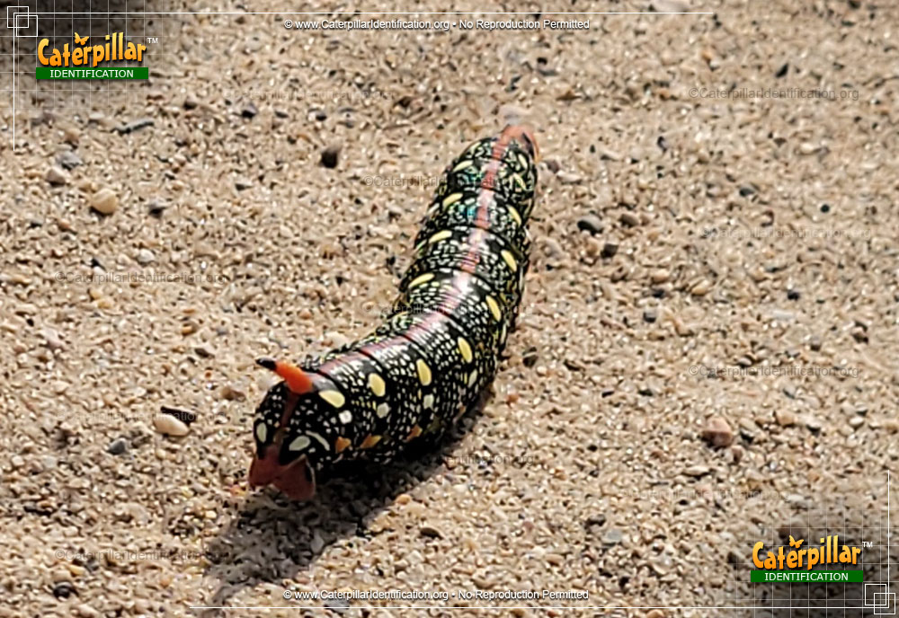 Full-sized image of the Spurge Hawk Moth Caterpillar