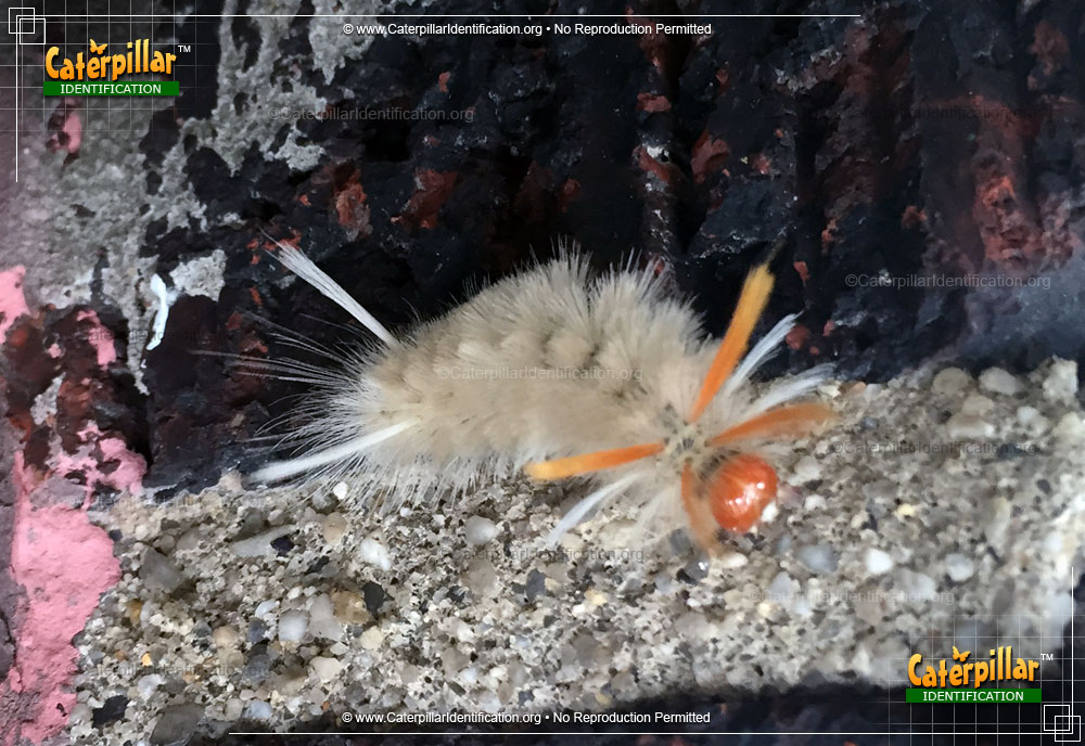 Full-sized image of the Sycamore Tussock Moth Caterpillar