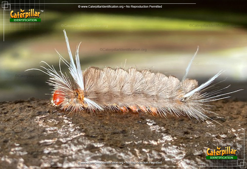 Full-sized image #2 of the Sycamore Tussock Moth Caterpillar