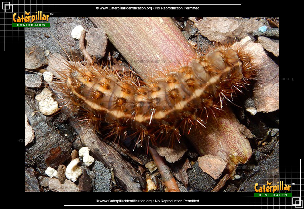 Full-sized image of the Tiger Moth Caterpillar