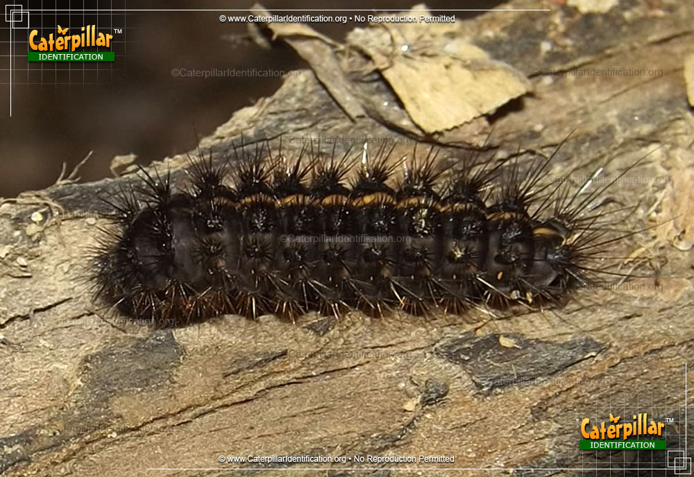Full-sized image #2 of the Tiger Moth Caterpillar
