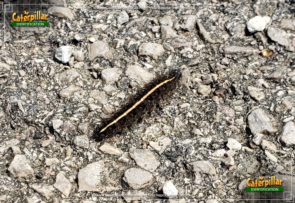Full-sized image #3 of the Tiger Moth Caterpillar