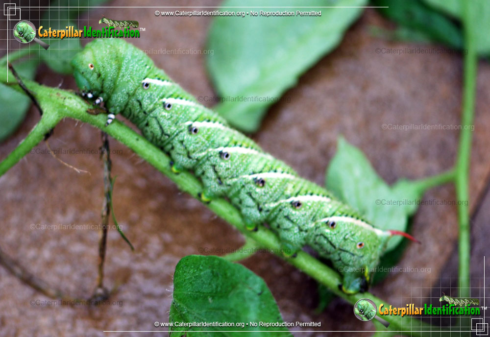 Full-sized image of the Tobacco Hornworm
