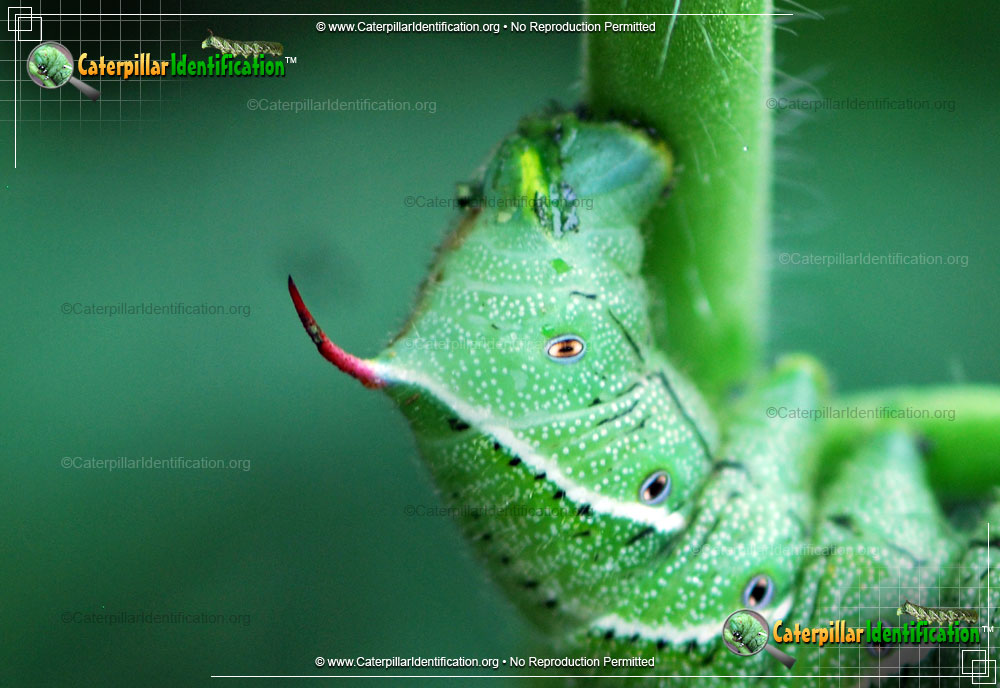 Full-sized image #3 of the Tobacco Hornworm