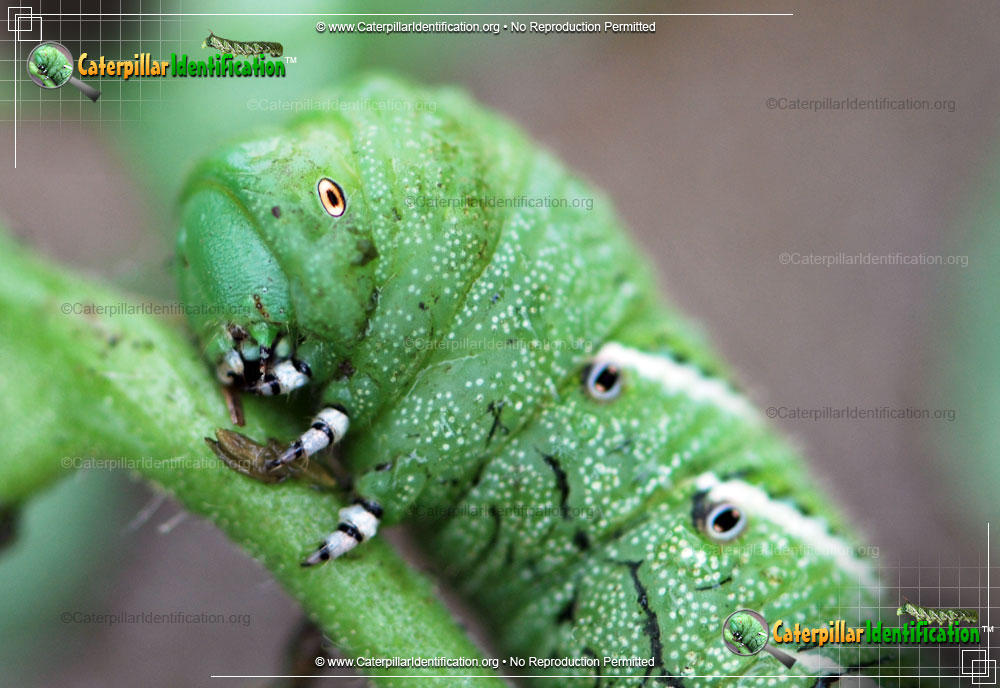 Full-sized image #4 of the Tobacco Hornworm