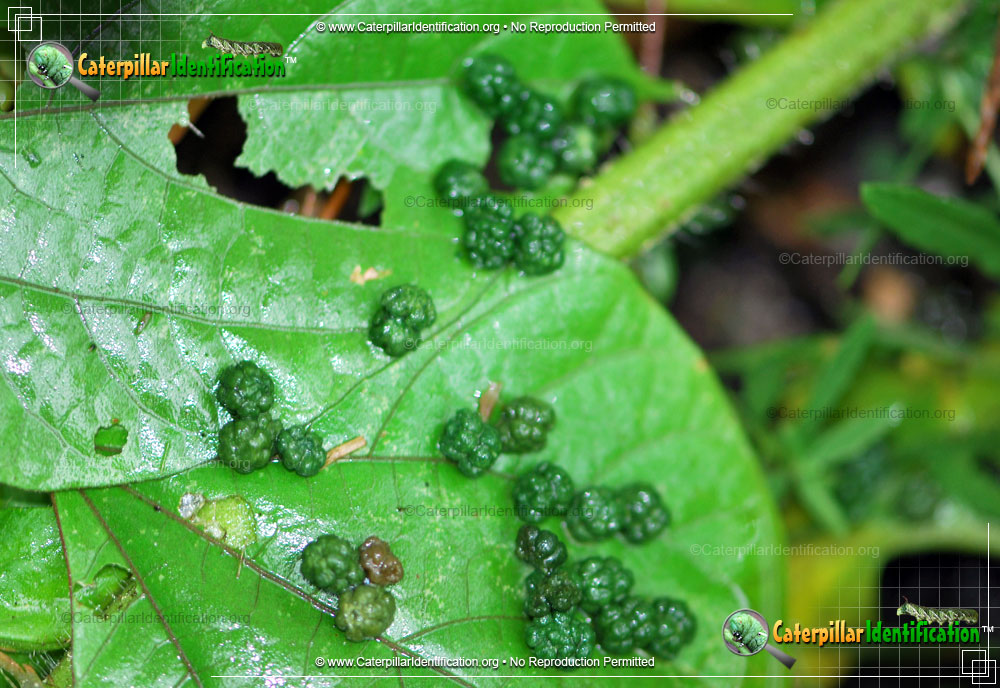 Full-sized image #6 of the Tobacco Hornworm