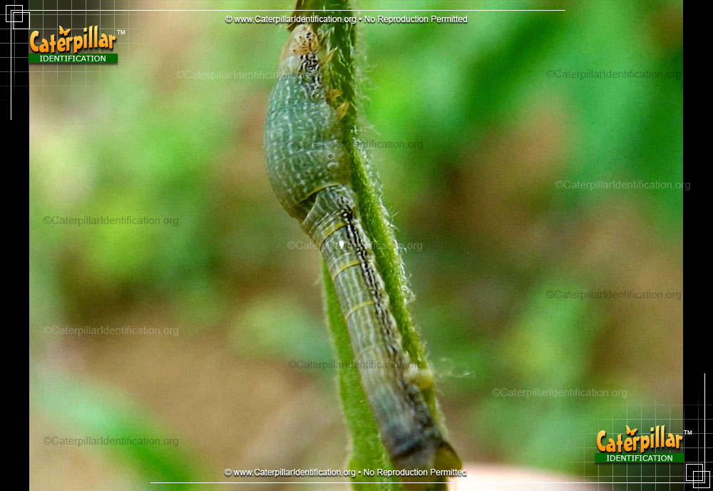 Full-sized image of the Tulip-tree Beauty Moth Caterpillar