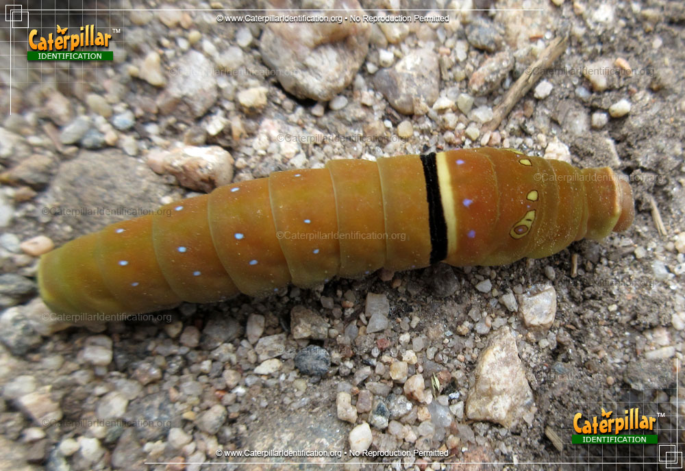 Full-sized image of the Two-tailed Swallowtail Caterpillar