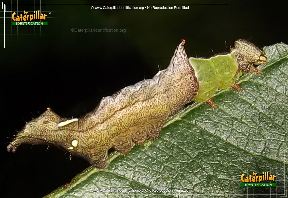 Full-sized image of the Unicorn Caterpillar
