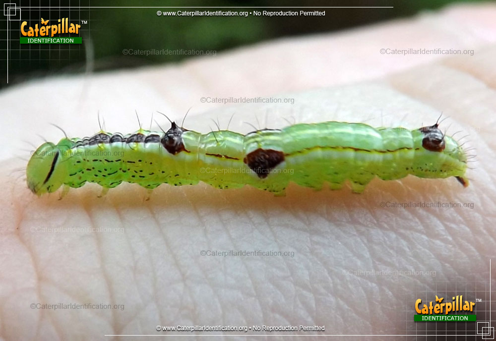 Full-sized image of the Variable Oakleaf Caterpillar