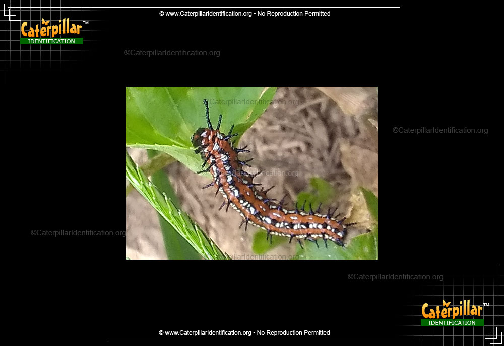 Full-sized image #2 of the Variegated Fritillary Butterfly Caterpillar