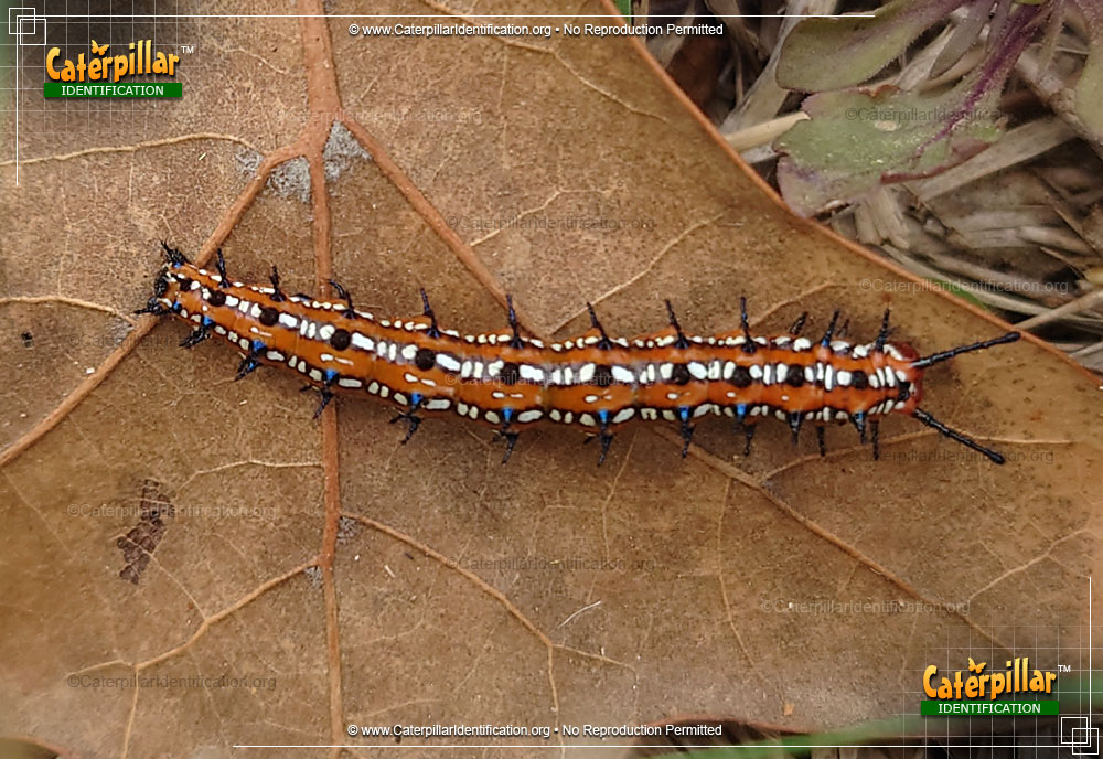 Full-sized image of the Variegated Fritillary Butterfly Caterpillar