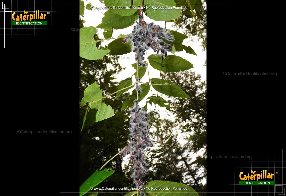 Full-sized image #2 of the Walnut Caterpillar