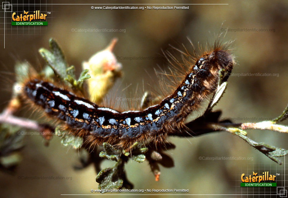 Full-sized image of the Western Tent Moth Caterpillar