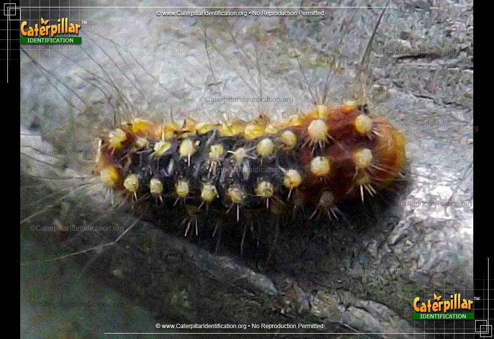 Full-sized image of the White Flannel Moth Caterpillar
