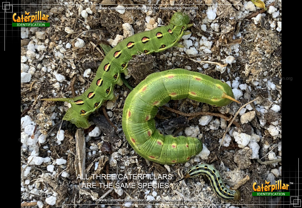 Full-sized image of the White-lined Sphinx Moth Caterpillar