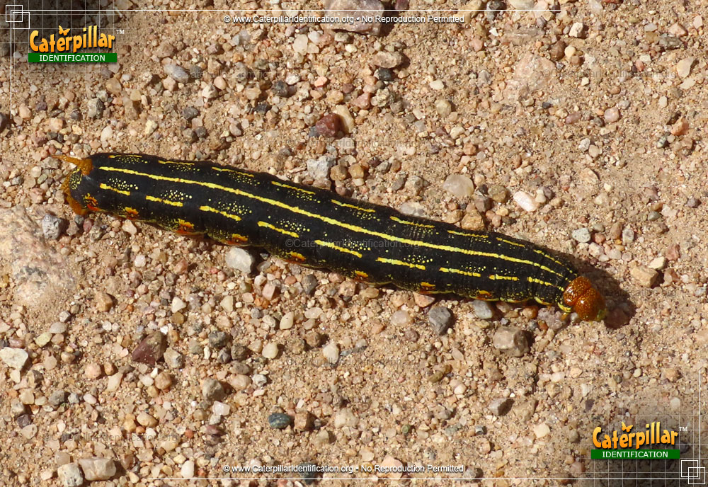 Full-sized image #4 of the White-lined Sphinx Moth Caterpillar