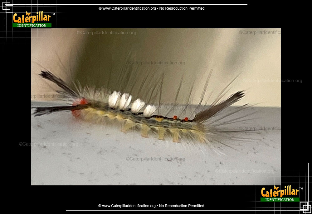 Full-sized image #2 of the White-marked Tussock Moth Caterpillar