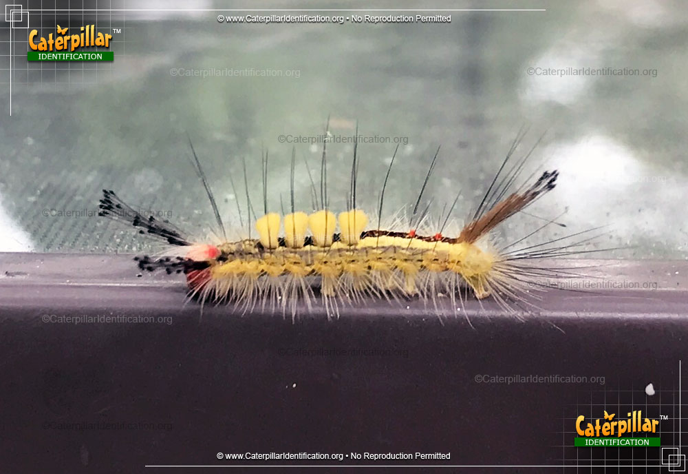 Full-sized image #4 of the White-marked Tussock Moth Caterpillar