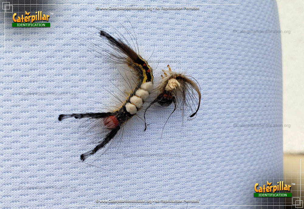 Full-sized image #2 of the White-marked Tussock Moth Caterpillar