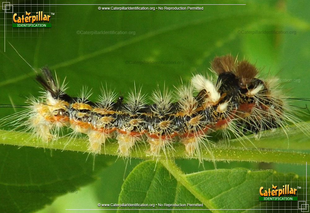 Full-sized image of the Yellow-haired Dagger Moth Caterpillar