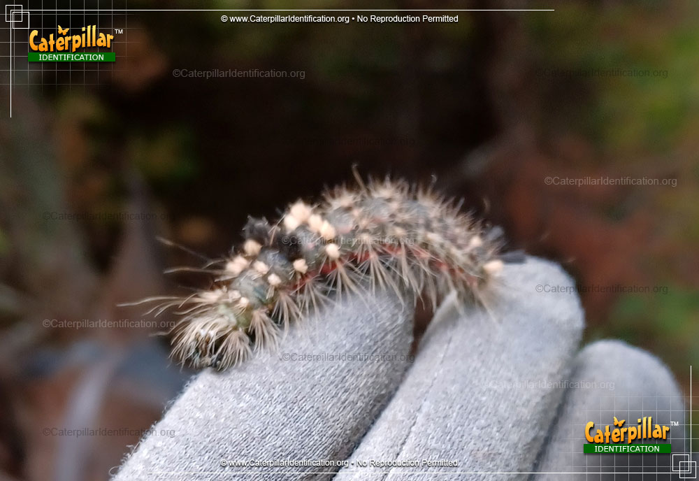 Full-sized image #2 of the Yellow-haired Dagger Moth Caterpillar