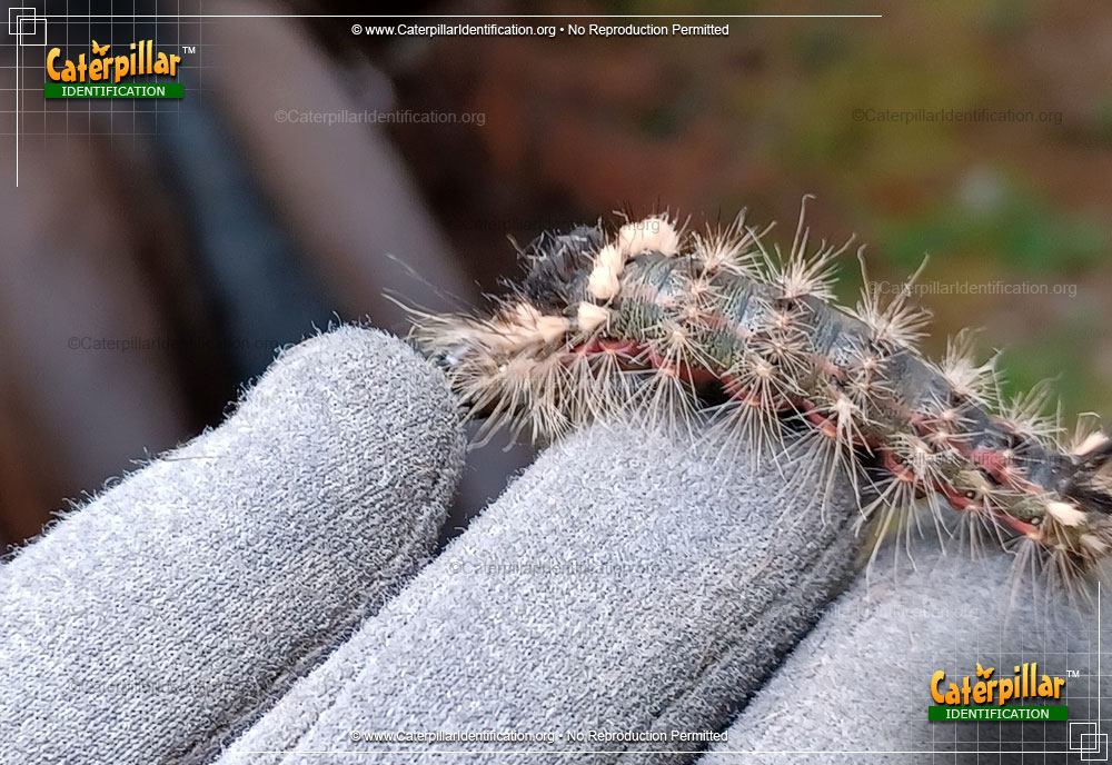 Full-sized image #3 of the Yellow-haired Dagger Moth Caterpillar