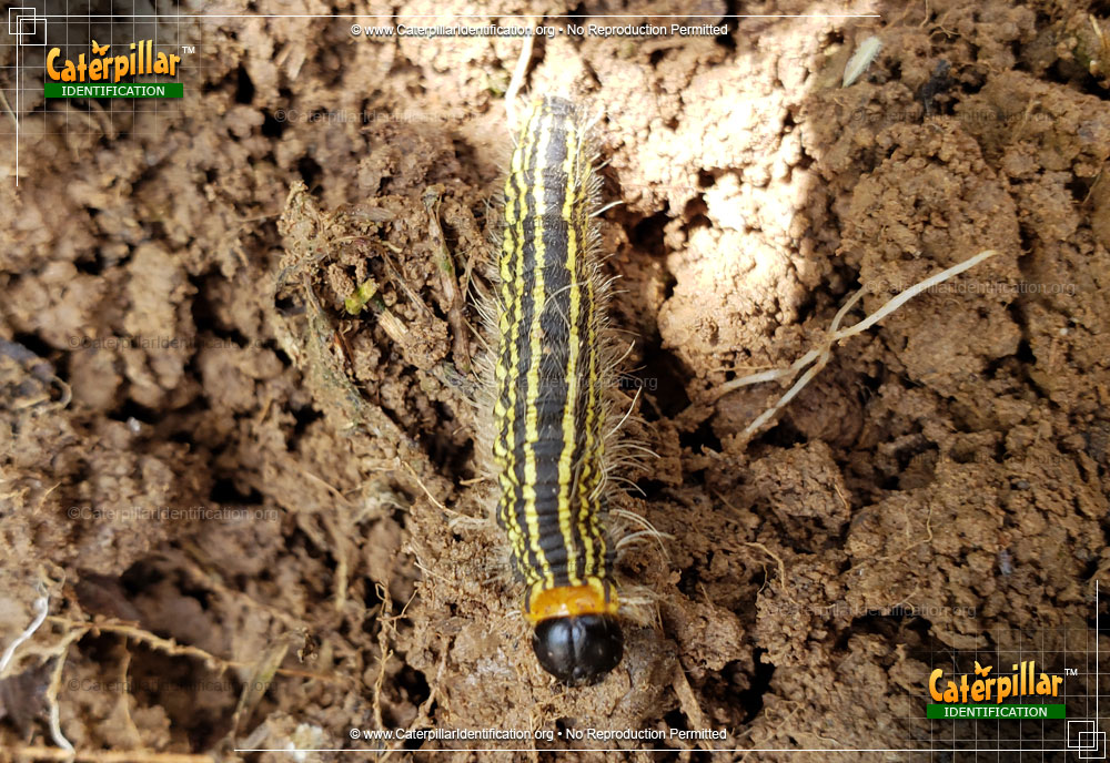 Full-sized image #6 of the Yellow-necked Caterpillar