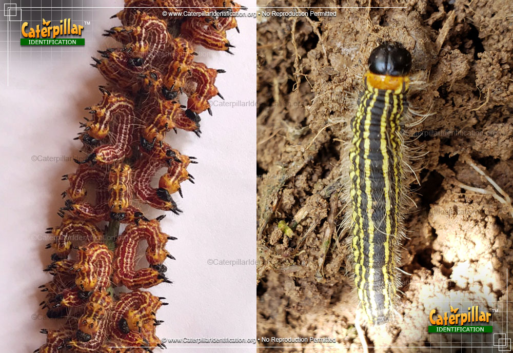 Full-sized image of the Yellow-necked Caterpillar