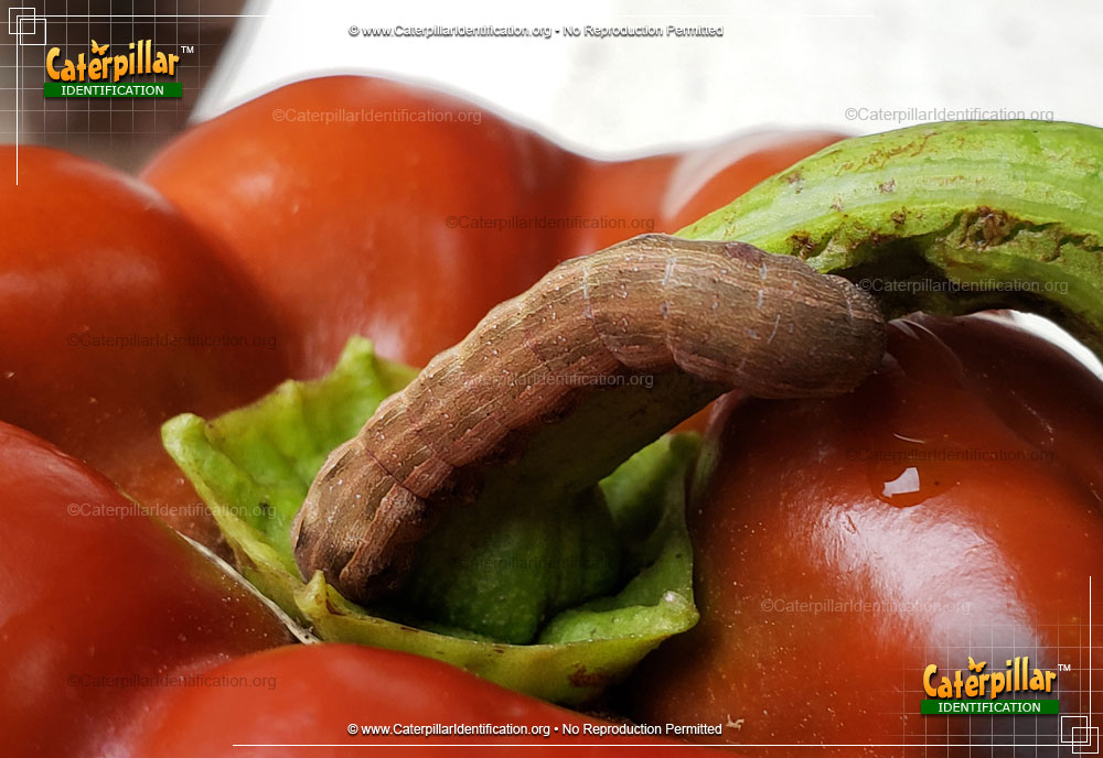 Full-sized image #6 of the Yellow-striped Armyworm