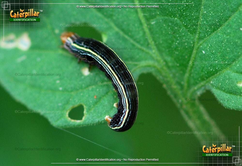 Full-sized image #3 of the Yellow-striped Armyworm