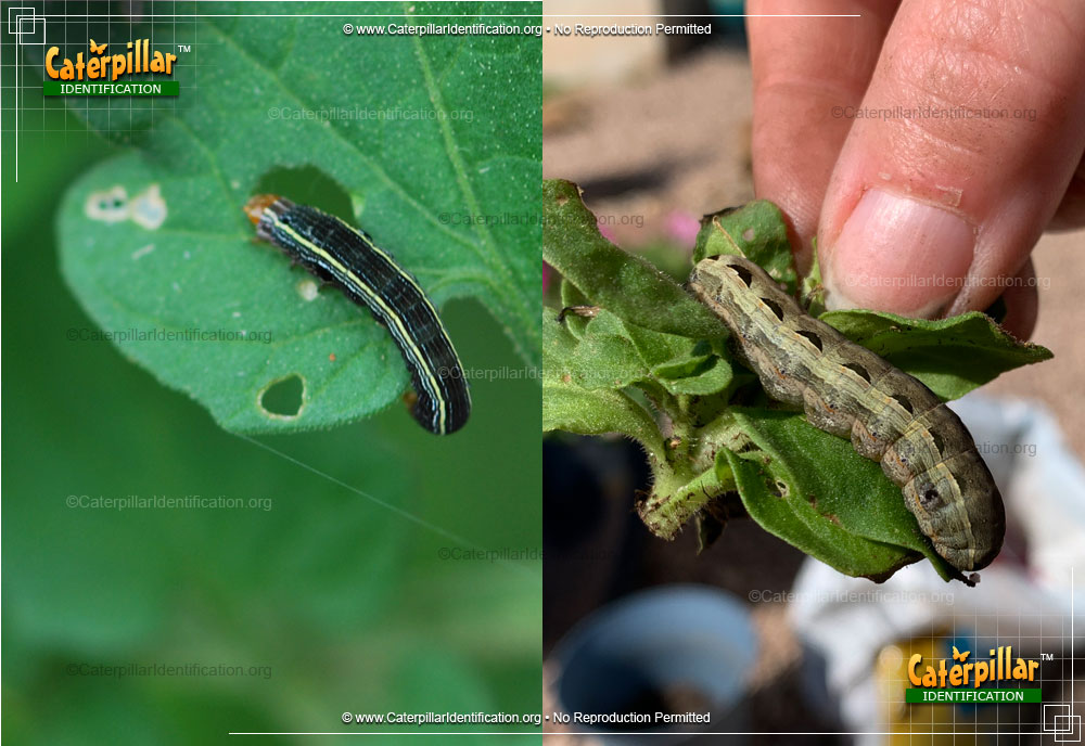 Full-sized image of the Yellow-striped Armyworm